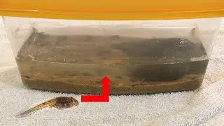 How to Setup Tadpole Bin | Step-By-Step