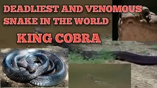 VIDEO LEARNING:KING COBRA,The world's biggest venomous snake