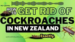 🚨 Cockroach Infestation in NZ? 🪳 The ULTIMATE 10-Min Guide to Get Rid of Them FAST! 🔥
