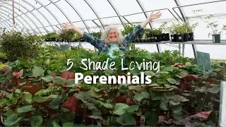 Five Shade Loving Perennials