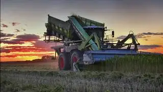 Hemp Harvest 2019 XXL | Hemp Bull  | CLAAS XERION 4500 | Wittrock Landtechnik | Short Video Version