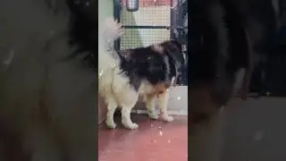 Лучшие щенки хаски в Пуне и по всей Махараштре с доставкой 📞75591 76161