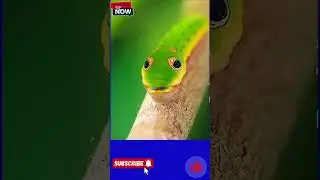 🐛FOOLING a predator 10 times his size 😱😱