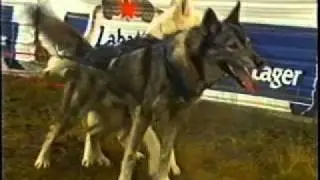 Labatts Brandon Rally