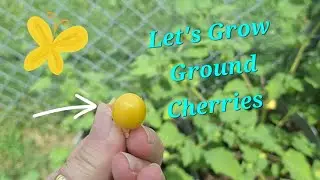 Growing Ground Cherries