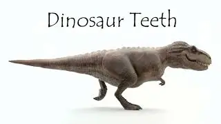 Dinosaur Teeth