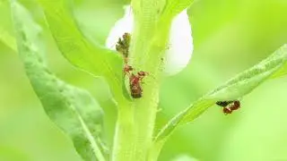 Ants tending true bugs