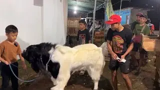 Ikut Kontes Kambing