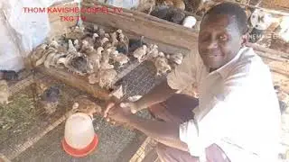 DALILI ZA AWALI KABISA ZA MAFUA KWA KUKU