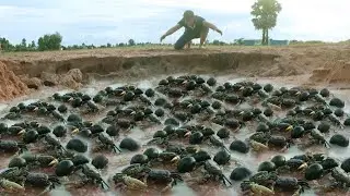 Top Collect videos! After the rain​, A lots of snails at rice fields catch by fisherman
