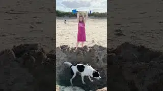 My Pet Memories