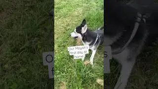 Mayah&rsquo;s first day at home: husky adoption