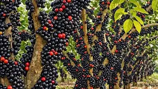 How Jabuticaba Is Grown &ndash; From Soil to Harvest  Peaceful Farming Documentary