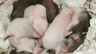 Baby Hamster Day 1 to 30 - Syrian hamster (Best Moments)