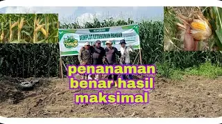 #PENANAMANBENAR#HASILMAKSIMAL  penanaman jagung yang benar hasil bisa maksimal.