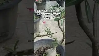 Cara Membuahkan Adenium Bunga Tumpuk