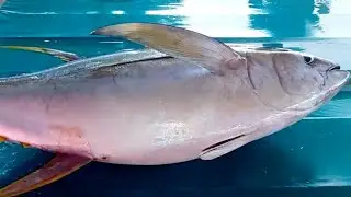 Good Job‼️Yellowfin Tuna Cutting Skills by abang adam