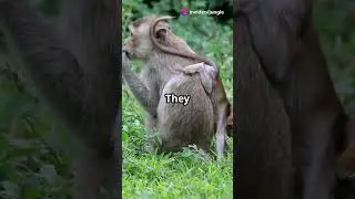 5 Fun Facts About Monkeys You Won't Believe! 🐒 | #MonkeyFacts