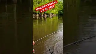 Monster Bowfin On Ultralight Rig #fishing #viral #viralvideo #viralshorts