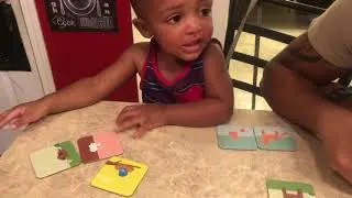 Kiwico | Pet Playground | Unboxing