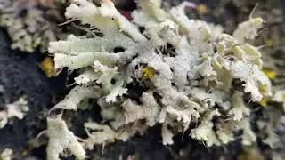 The Organism that Broke Biology