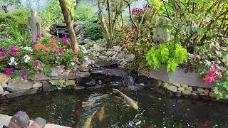 Koi from the patio