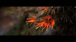 Fall - Sigma FP & vintage lenses