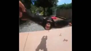 Just a Monkey spinning for 10 Hours