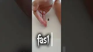 new female Trinidad dwarf tarantula! Names?
