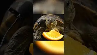 ASMR Turtle Eating Orange 🍊 | Relaxing Chewing Sounds #asmr