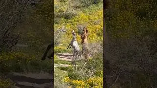 Wild horses running #horsevideo #animals #wildmustang #mustangs #happyvibes #wildhorses