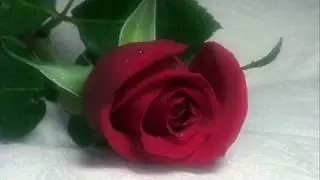Plaisir d'amour - Fritz Wunderlich