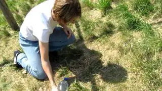 Odchov sysla 2, Seminatural breeding of european ground squirrel (Spermophilus citellus)