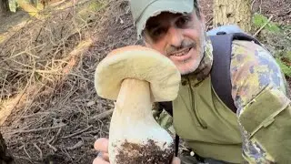 LA SUPER-CAVATA-FUNGHI PORCINI 2024