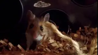 That Nose!