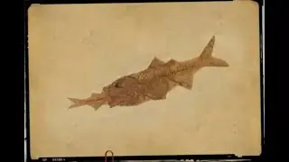 Fossils - Evidence of a Global Flood/ ซากดึกดำบรรพ์ - หลักฐานของการเกิดอุทกภัยครั้งใหญ่ทั่วโลก