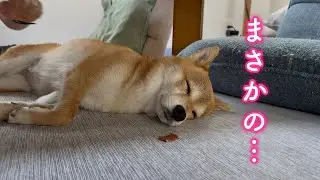 愛犬のお昼寝中に大好きなおやつを目の前に置いてみたら反応が面白すぎました