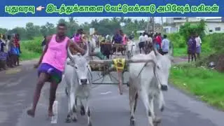 புதுவரவு இடத்துக்காளை வேட்டுவக்காடு அபிஷேக் மகிலன் 