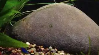 Dwarf Pufferfish