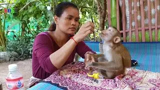 Gorgeous Monkey KOKO Very Easy To Take Medicine ｜ Koko Knows Every Things As Human
