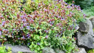 Dwarf Plumbago, Hardy Plumbago (Ceratostigma plumbaginoides )