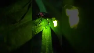 The Magic of Fireflies