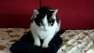Artax si accuccia (si appall&ograve;ttola)