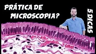 5 Dicas: Aprenda a Reconhecer Lâminas de Microscopia