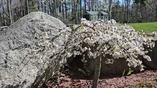 Hoa Đ&agrave;o Rũ Weeping cherry April 2025