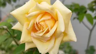 Flowers by Satya Live from my Mom's Terrace Garden