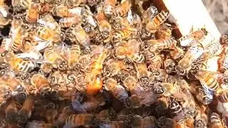 Ape regina: la lotta delle vergini.