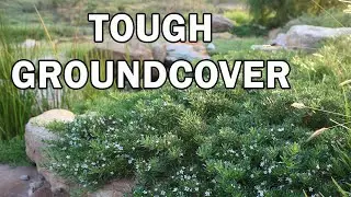 YAREENA&trade; Myoporum is a longer lived Myoporum | Ozbreed Native Shrubs & Groundcovers