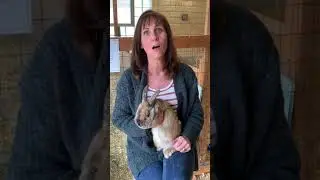 Learning about bunny adaptations at Auerfarm