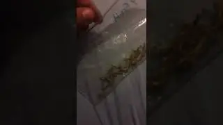 Save your weed stems to make Stem Tea